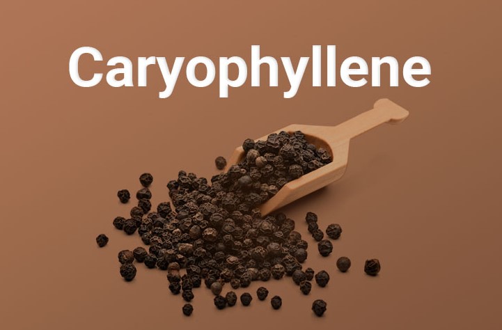 beta-caryophyllene side effects